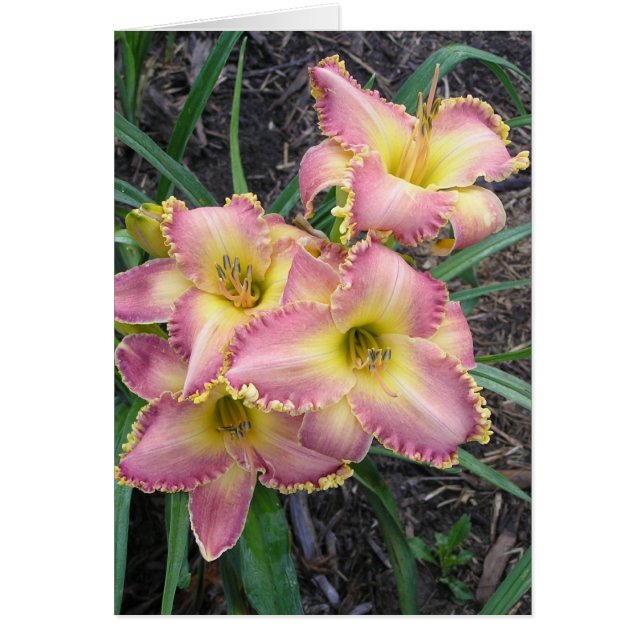 Cartão Placa de vazio com Manhã de Mojave (Frente)