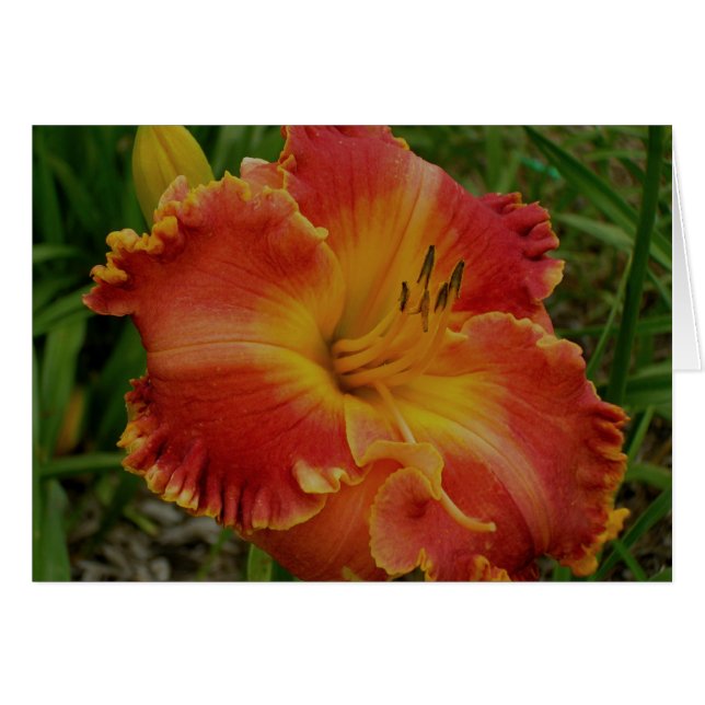 Cartão Placa de vazio com Orange Daylily (Frente horizontal)