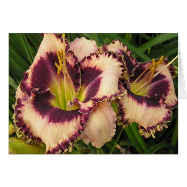 Cartão Placa de vazio com par de Eyed Daylily (Frente horizontal)