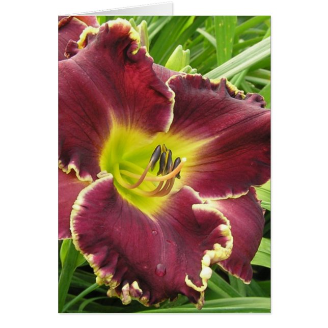 Cartão Placa de vazio com Soo Purple Daylily (Frente)