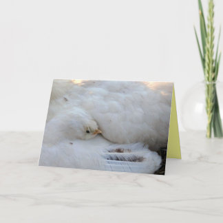 Cartão Placa de vazio com Verso