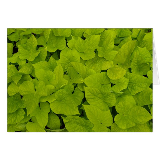 Cartão Placa de vazio com Vinhas de Batata Doce (Frente horizontal)