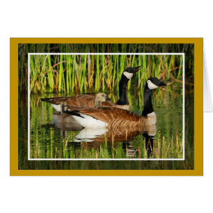 Cartão Placa de Vazio da Família Goose Canada