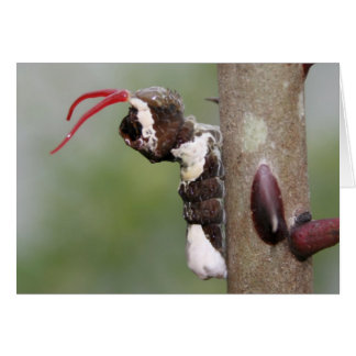 Cartão Placa de Vazio da lagarta da borboleta gigante
