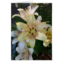 Cartão Placa de Vazio das Flores Amarelas Espetadas