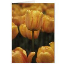 Placa de Vazio das tulipas amarelas