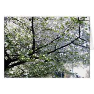 Cartão Placa de Vazio de árvore de cereja japonesa
