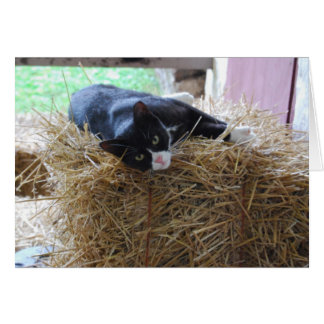 Cartão Placa de Vazio de Cat Tuxedo