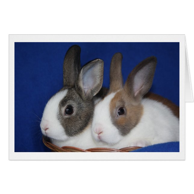 Cartão Placa de Vazio de Coelho Neerlandês (Frente horizontal)