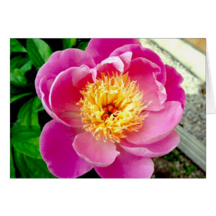 Cartão Placa de Vazio de Flor de Península Rosa