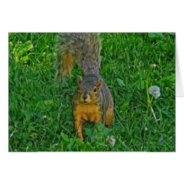 Cartão Placa de Vazio de Foto de Esquilo Cónico