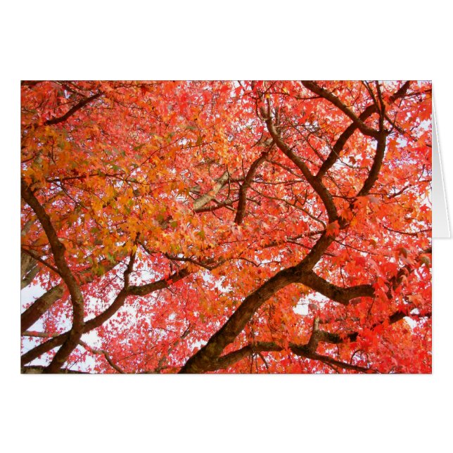 Cartão Placa de Vazio de Paisagem da Floresta Belos Cartõ (Frente Horizontal)