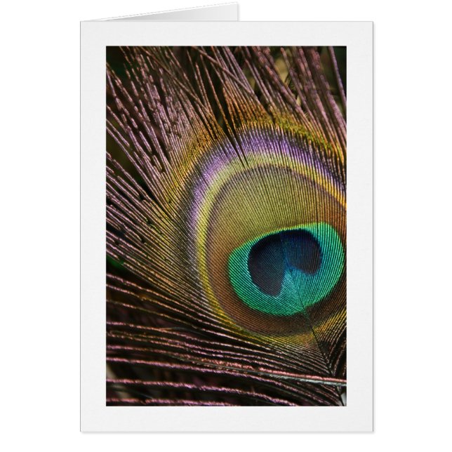 Cartão Placa de Vazio de pena Pavock (Frente)