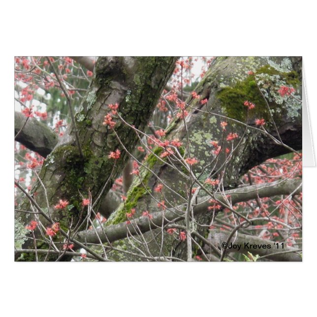 Cartão Placa de Vazio de Primavera adorável (Frente Horizontal)