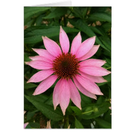 Cartão Placa de Vazio do ConEFlower Puro Brilhante