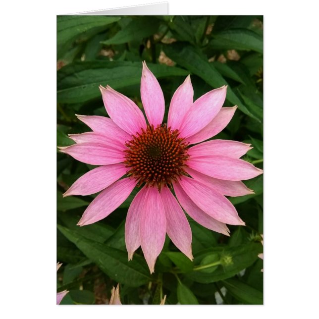 Cartão Placa de Vazio do ConEFlower Puro Brilhante (Frente)