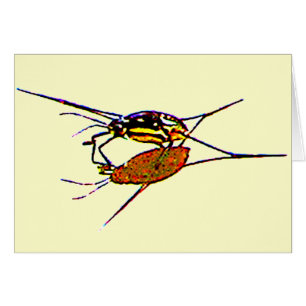 Cartão Placa de Vazio do Strider de Água