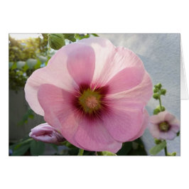 Cartão Placa de Vazio Flor Rosa Hollyhock