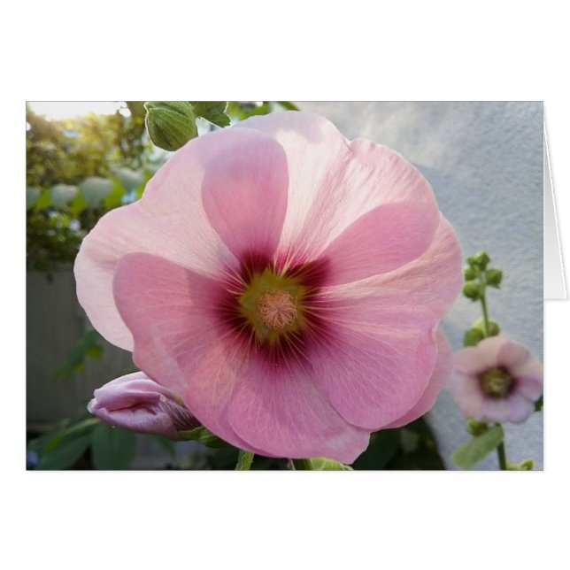 Cartão Placa de Vazio Flor Rosa Hollyhock (Frente Horizontal)