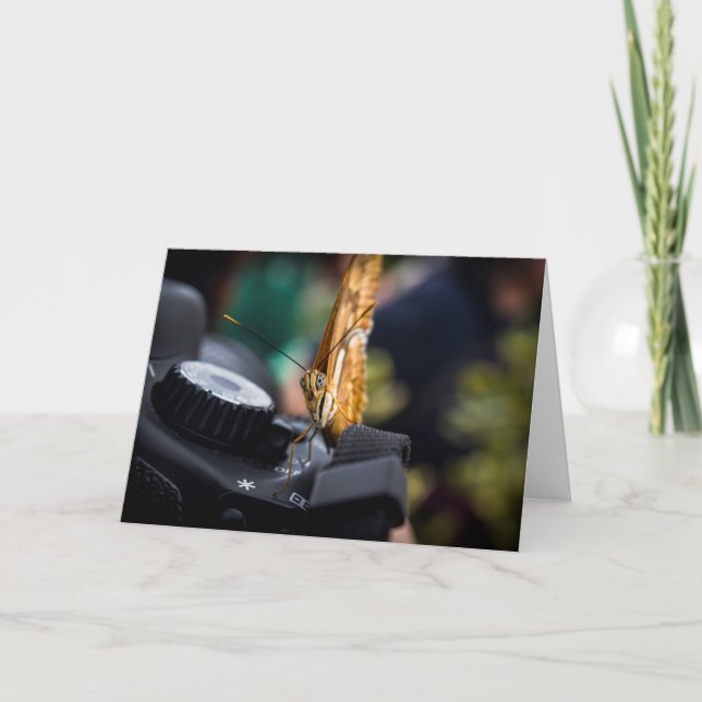 Cartão Placa de Vazio Fotógrafo Butterfly (Frente)