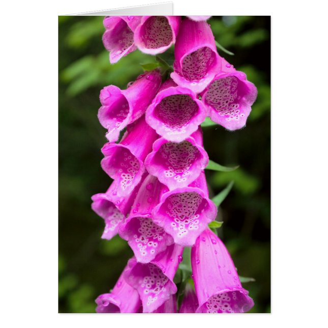Cartão Placa de Vazio Foxglove rosa (Frente)