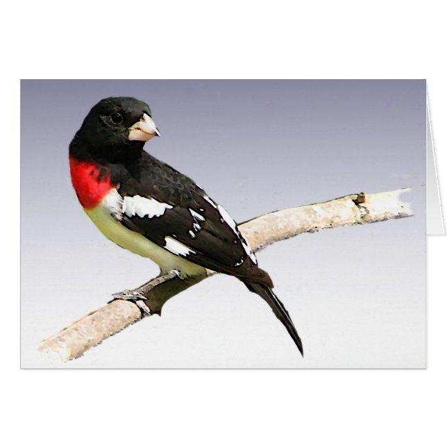 Cartão Placa de Vazio Grosbeak de peito rosa (Frente Horizontal)