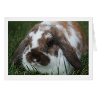 Cartão Placa de Vazio Holland Lop Rabbit