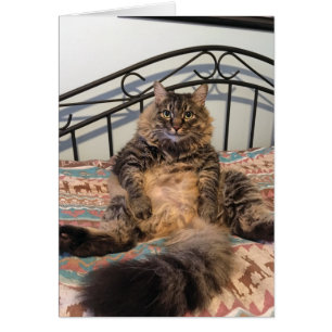 Cartão Placa de Vazio para Gato Huggable