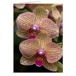 Cartão Placa de Vazio para Orquídeas Vanda