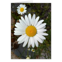 Placa de Vazio Perky White Daisy Flower