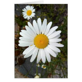 Cartão Placa de Vazio Perky White Daisy Flower
