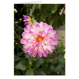 Cartão Placa de Vazio Rico Purple e White Dahlia