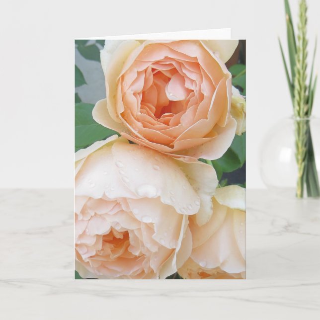 Cartão Placa de vazio Rosa 'Jude the Obscure' (Frente)