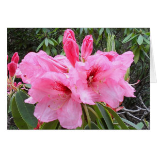 Cartão Placa de Vazio Rosa Rhododendrons