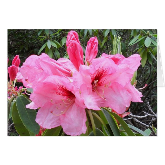Cartão Placa de Vazio Rosa Rhododendrons (Frente Horizontal)