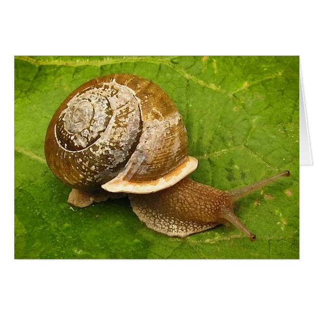 Cartão Placa de Vazio Snail (Frente Horizontal)