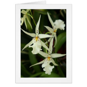 Cartão Placa de Vazio White Orchids