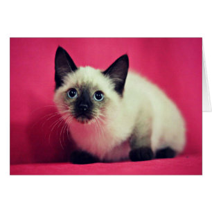 Cartão Placa Dentro para Vazio Siamese Kitten