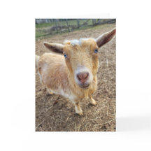 Placa dobrada de 5"x7" | Ginger