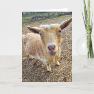 Cartão Placa dobrada de 5"x7" Ginger