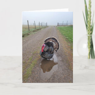 Cartão Placa dobrada de 5"x7" Turquia na porca