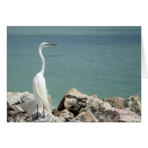 Cartão Placa Egret Snowy