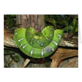 Cartão Placa Emerald Tree Boa Cobra