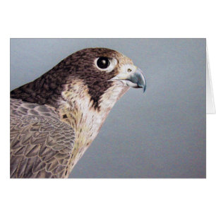 Cartão Placa Falcon Peregrina