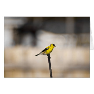 Cartão Placa Finch Dourada