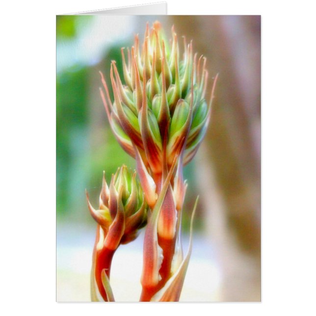 CARTÃO PLACA FLOR ALOE VERA (Frente)