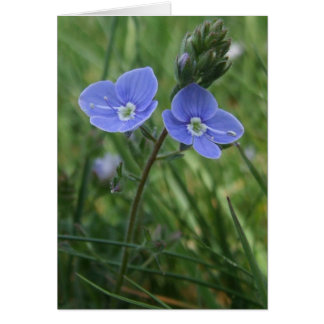 Cartão Placa Flores Azul Speedwell