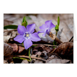 Cartão Placa Flores Roxo