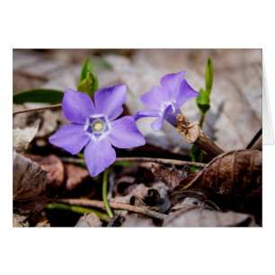 Cartão Placa Flores Roxo