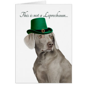 Cartão Placa Funny Weimaraner Leprechaun